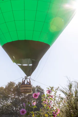 The bottom of a hot air balloon basket against the sky, with a flowering vine crossing the frame.