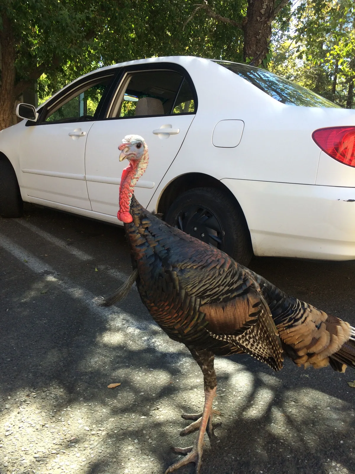 A real wild turkey stands in the road beside a parked white car in Davis, head turned towards the camera at window height.