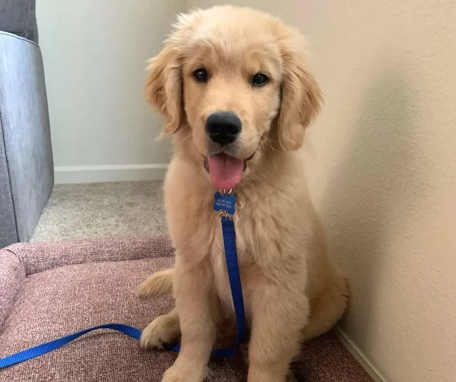 A golden retriever puppy sits on a dog bed in a blue collar and leash with its tongue out.
