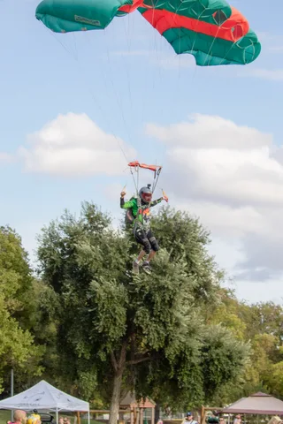 A skydiver drops in just above the crown of a tall tree.