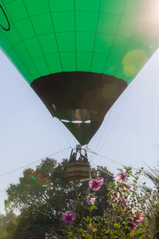 A green balloon seen above a bank of pink flowers