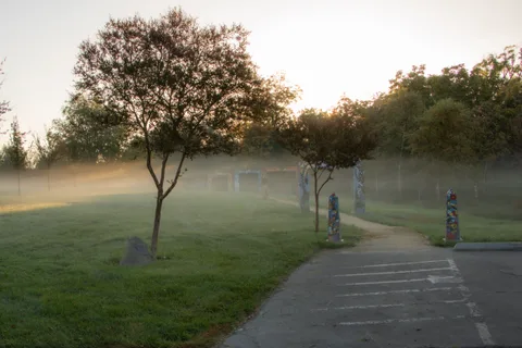 A single tree stands in morning mist beside a park path