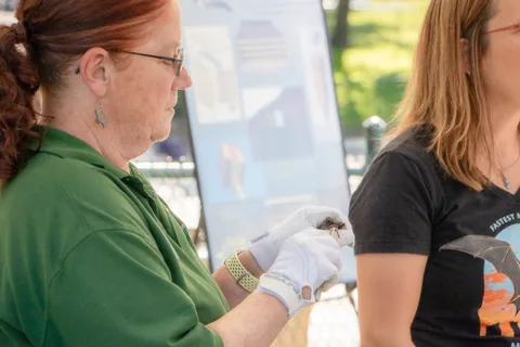 A handler in gloves holds a small bat out for visitors to see.