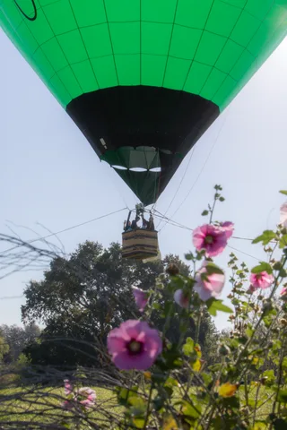 A green balloon rising above pink flowers in the foreground