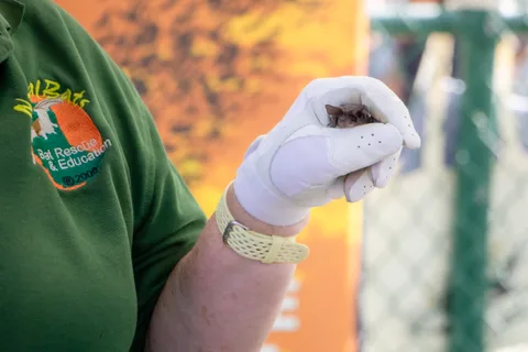 A gloved hand cradles a small bat in front of a bat rescue banner.