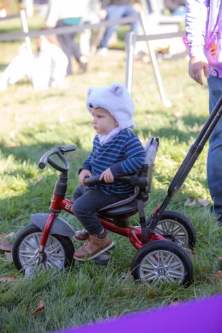 A small child rides a tricycle on the grass