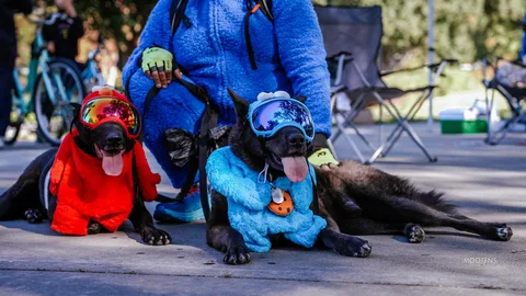 A person in a blue costume sits with their dog dressed in a matching blue outfit.