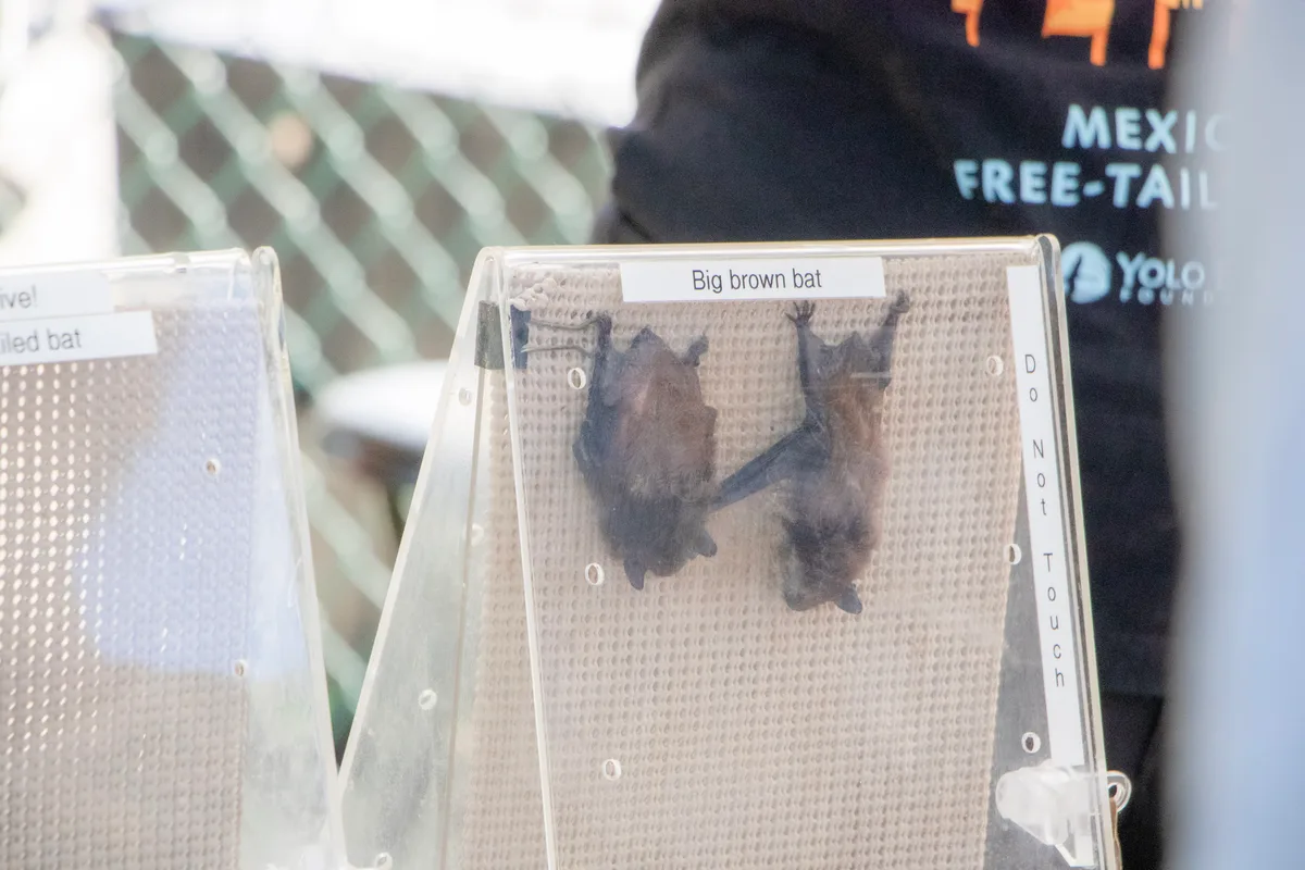 Two brown bats rest on a mesh screen at an educational booth.