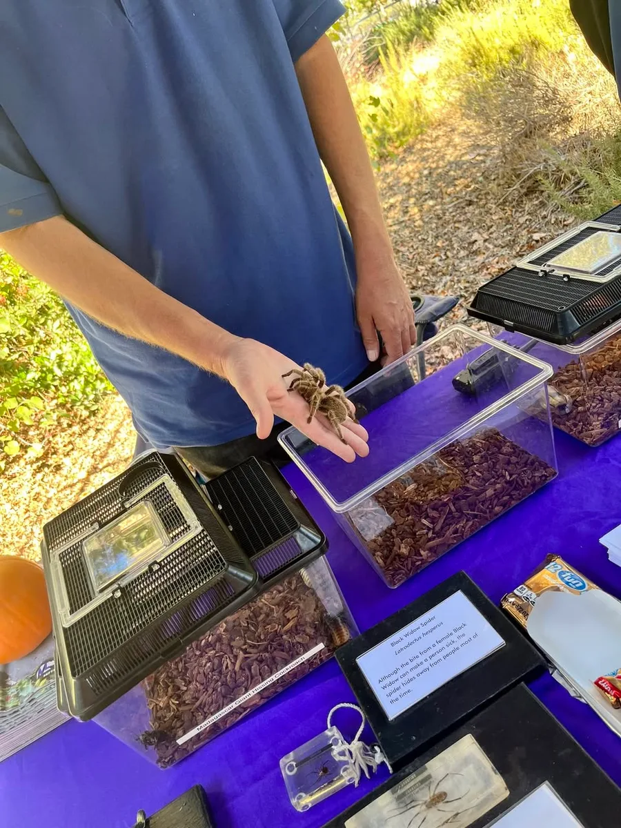 A hand holds a tarantula above a display terrarium at an educational booth.