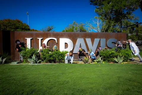 Zombies crouch and reach out of the shrubs along the weathered steel UC DAVIS entry sign under a deep blue sky.